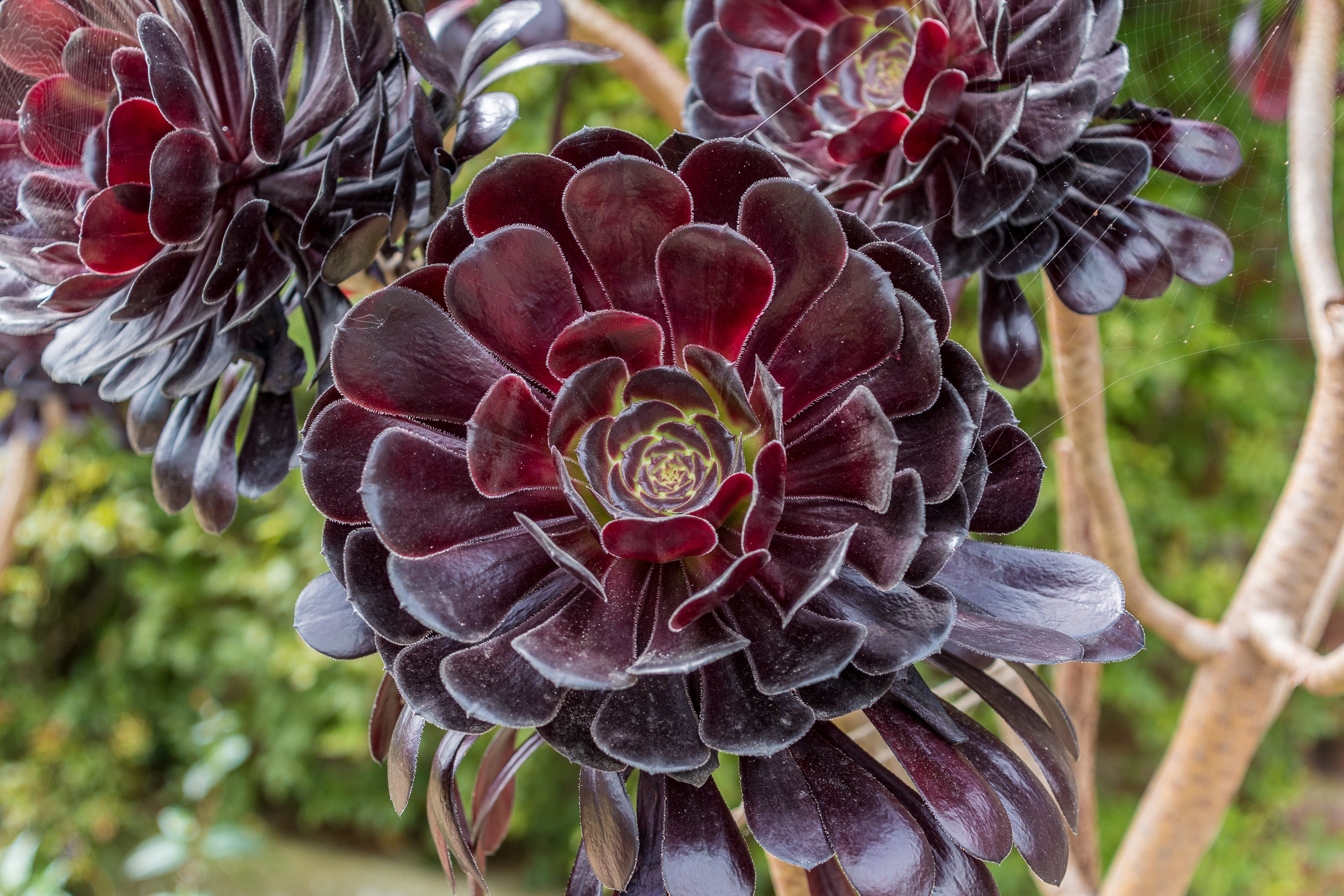 Black in the Garden - Aeonium 'Zwartop'