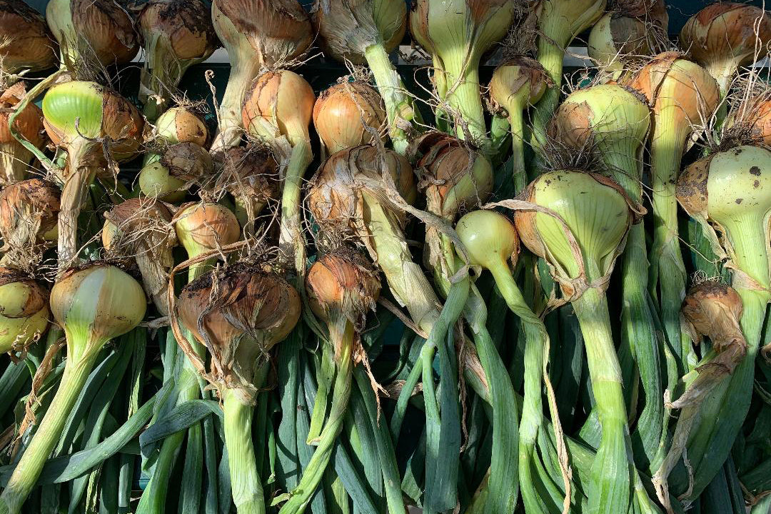 Allium Harvest