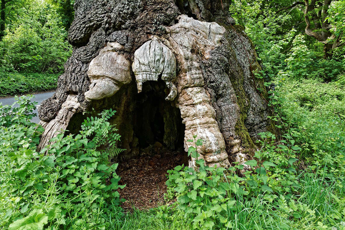 Exceptional trees - Savernake Forest's Big Belly Oak