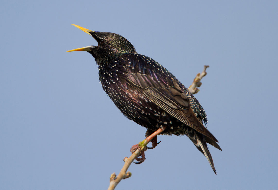 Technology in the garden - birdsong identification apps