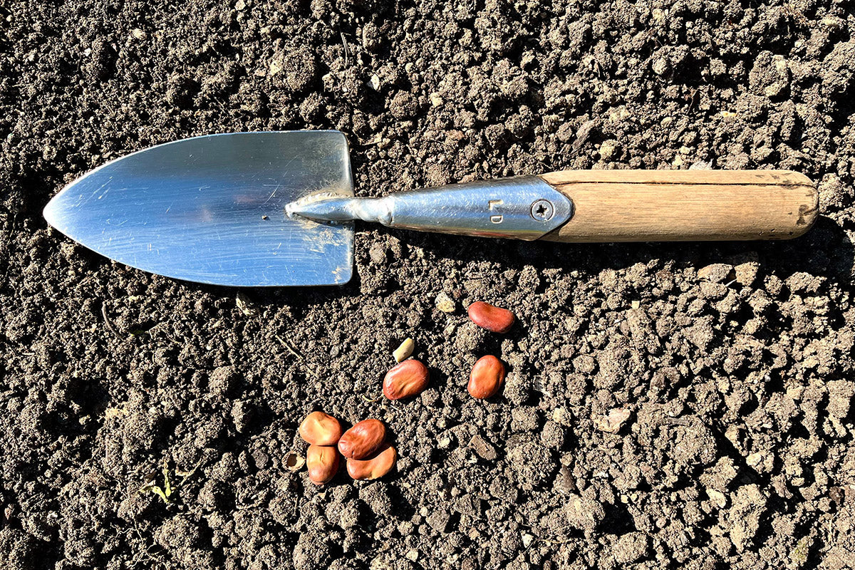 Broad beans