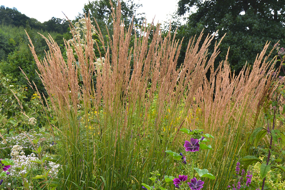 Calamagrostis 'Karl Foerster'