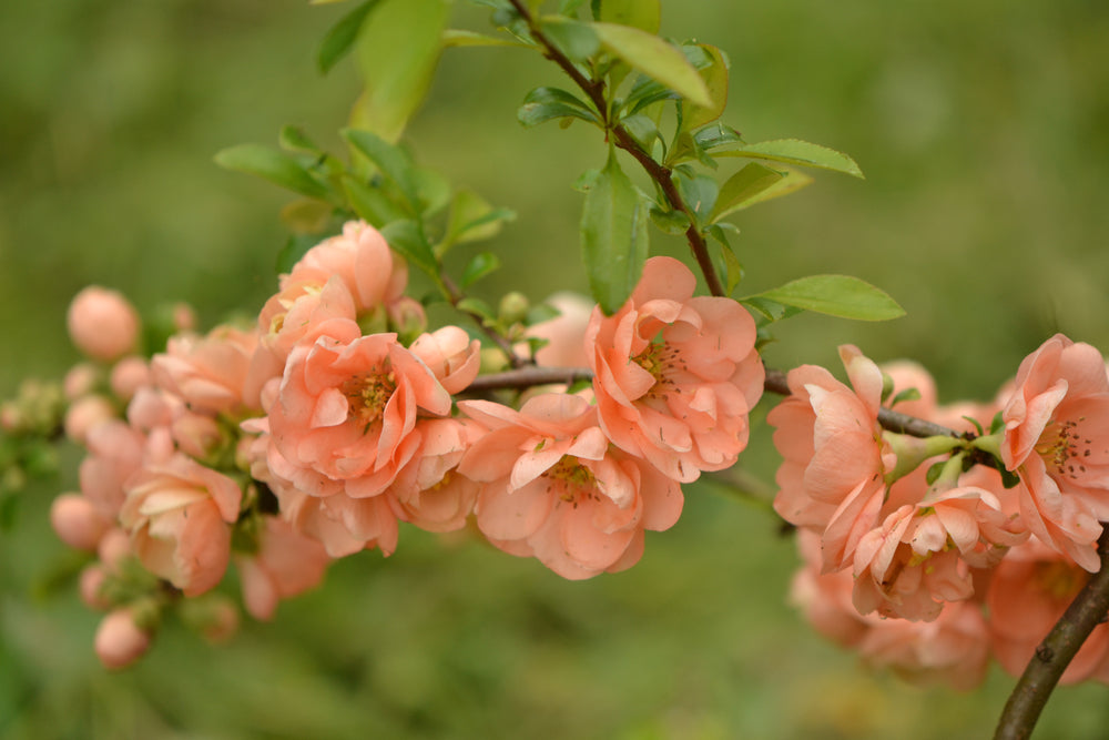 Garden trends - feeling peachy!