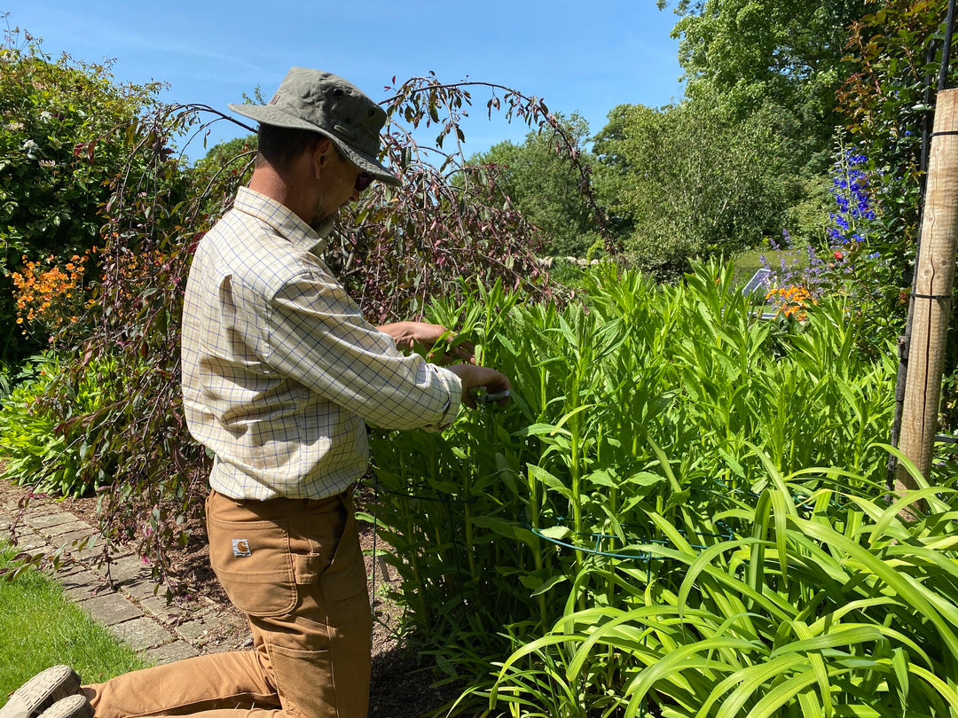 Gardening tip - the Chelsea chop