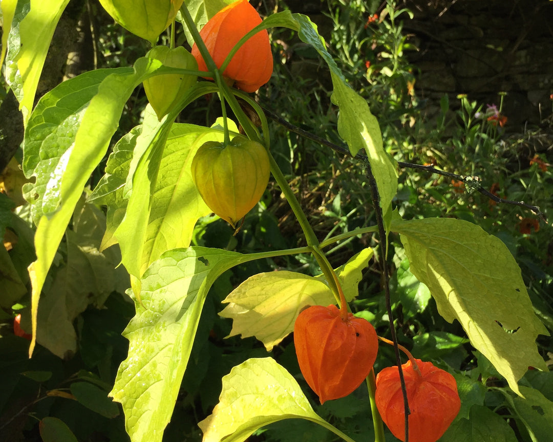 Chinese lanterns