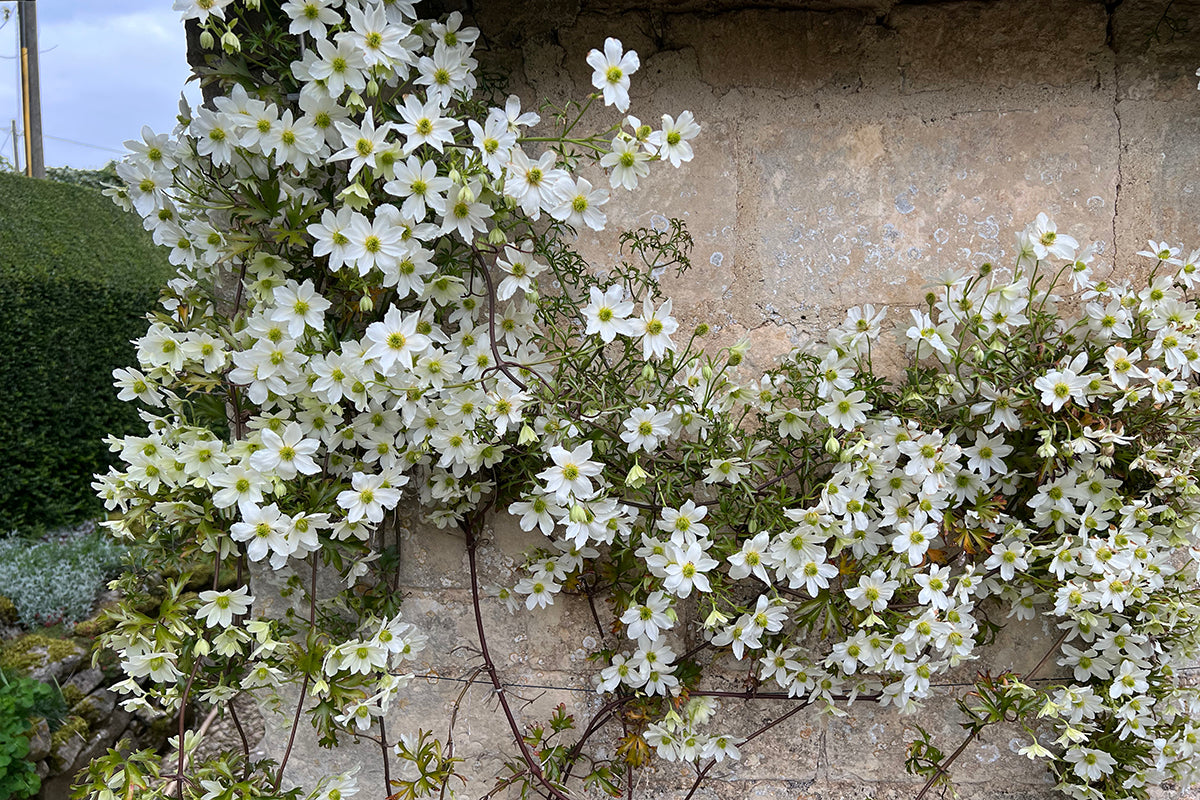 Plant of the month - Clematis