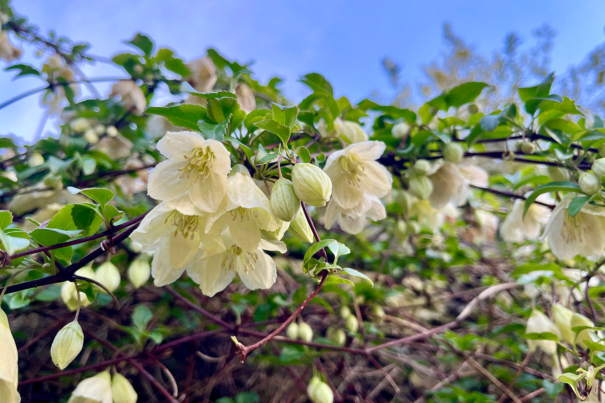 Winter flowering clematis