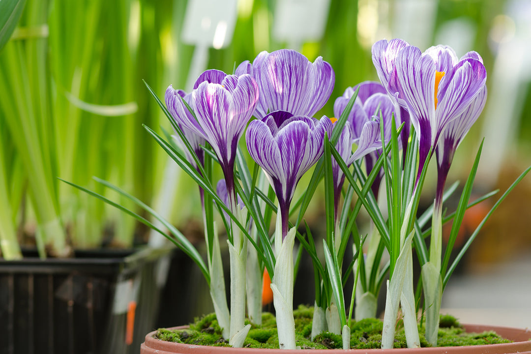 Top of the pots - great combinations for early spring