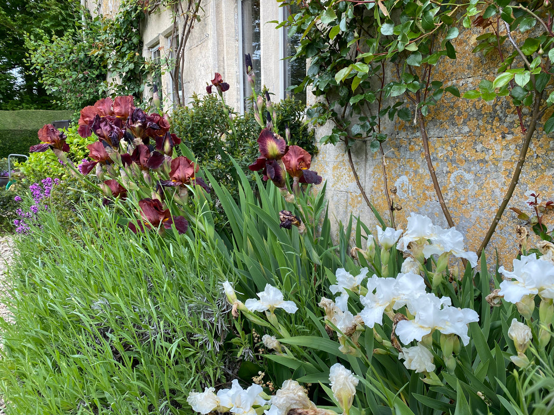 Cut flower corner - early summer bounty