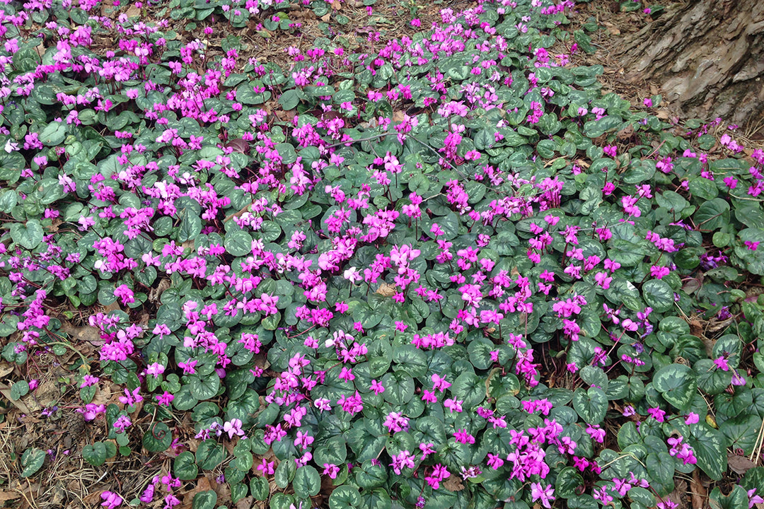 Cyclamen coum and friends