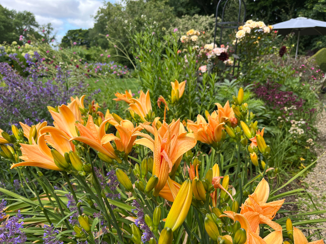 Dazzling daylilies