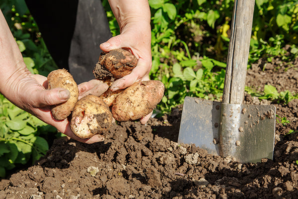 Your July gardening to-do list