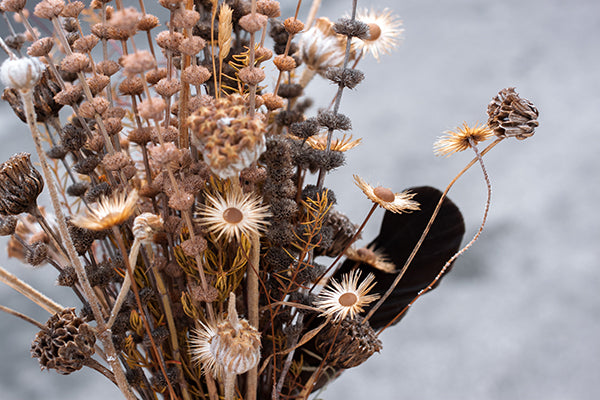 Cut flower corner - dried seedheads and foliage