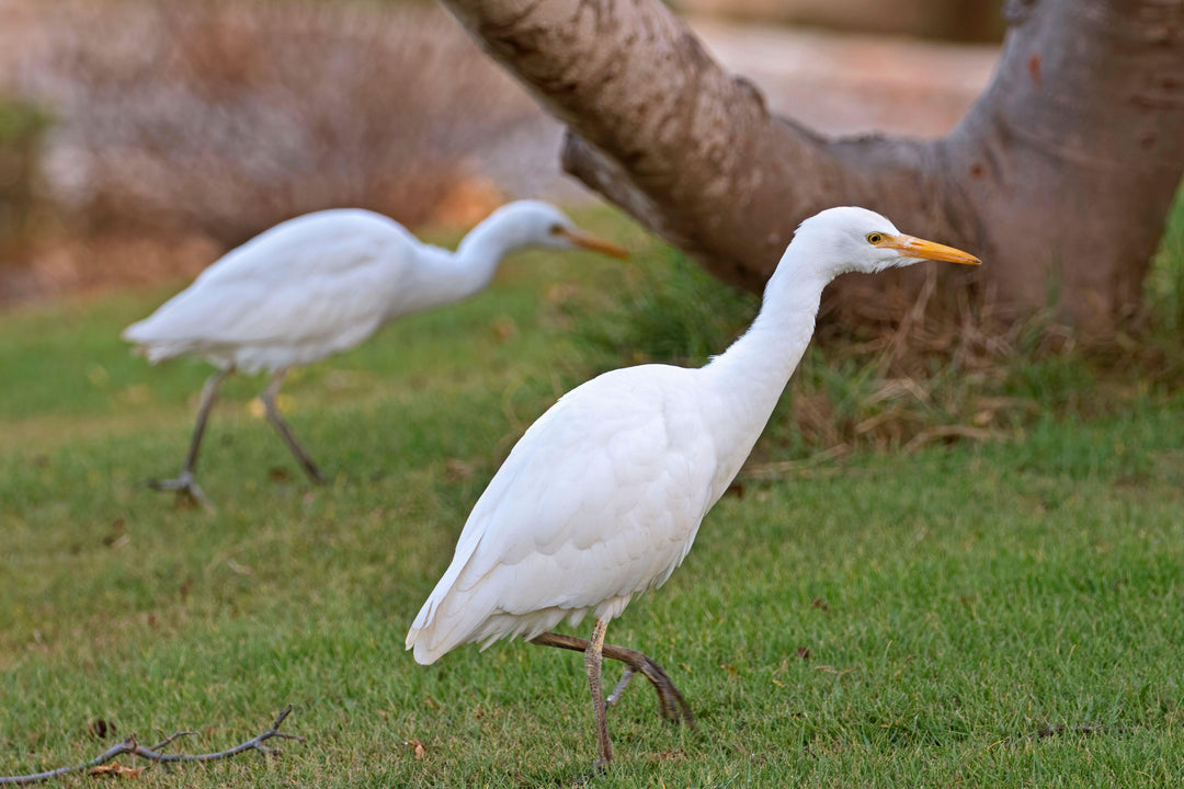 Wildlife in the garden - egrets