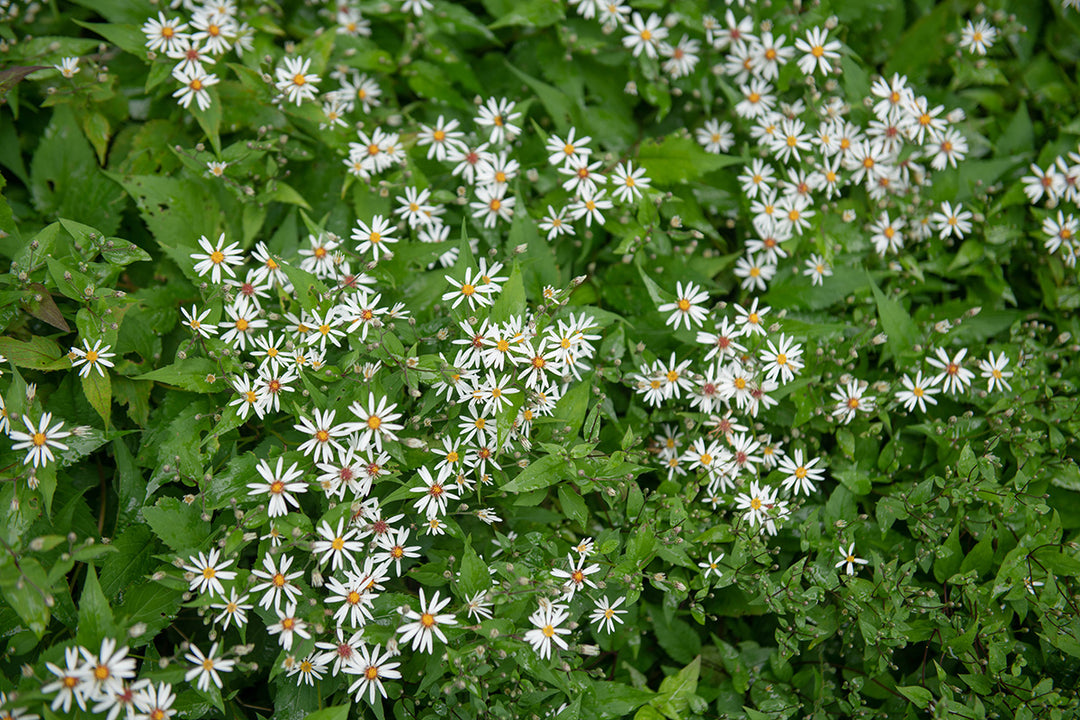 Plant of the month - Eurybia divaricata