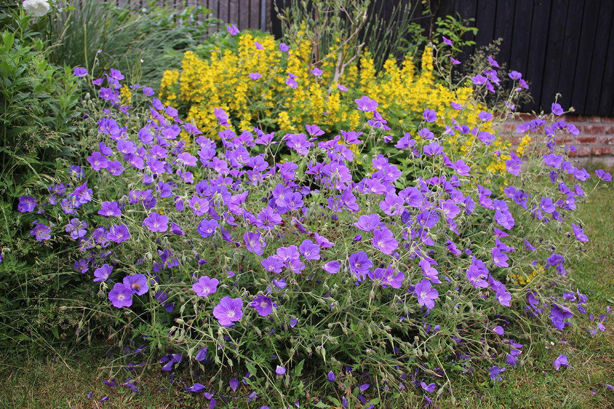 Plant of the month - geraniums