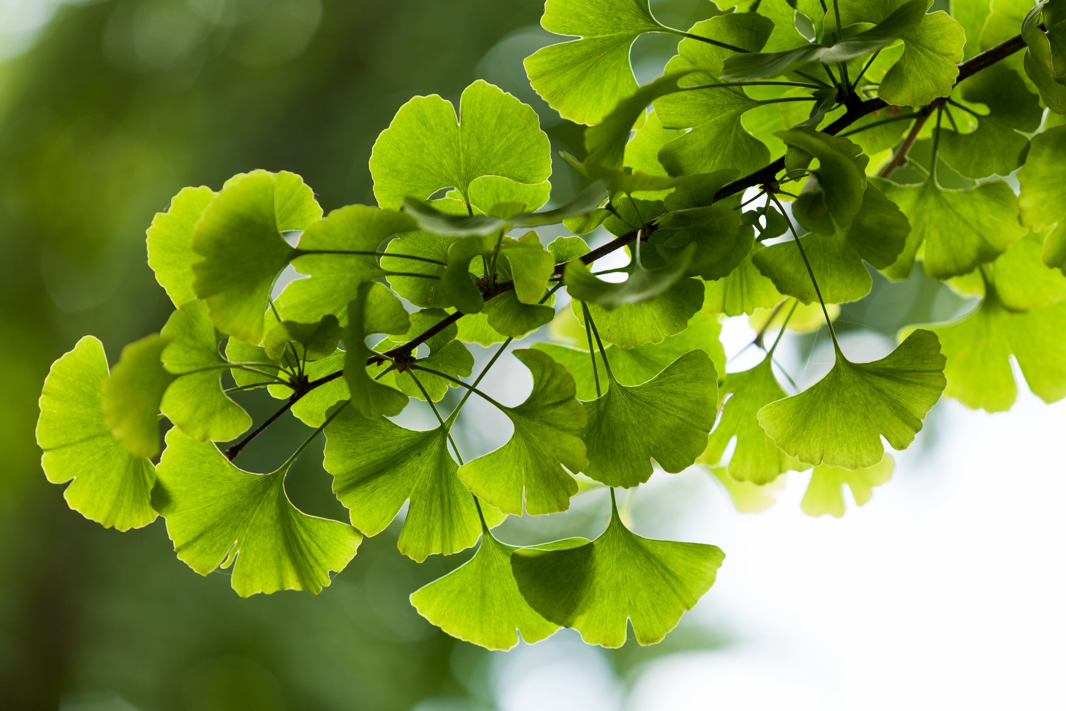 Body, soul and gardening - beating air pollution