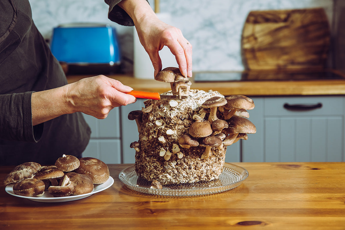 Body, soul and gardening - grow your own mushrooms