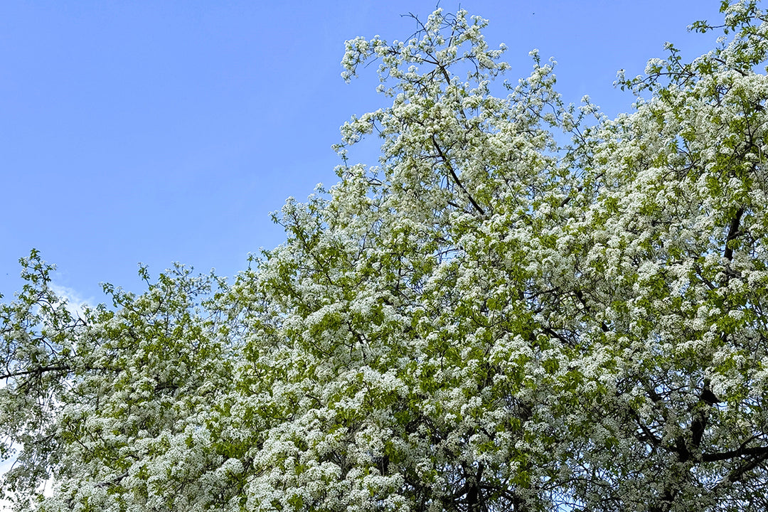 Plant folklore - Hawthorn Crataegous monogyna