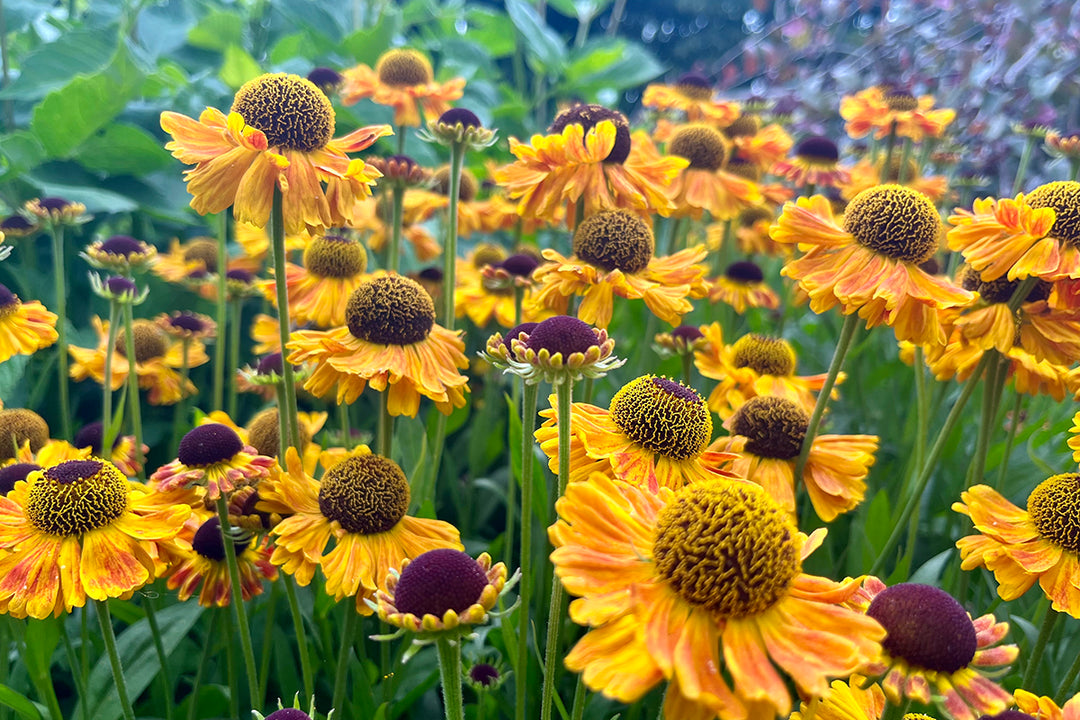 Plant profile - Helenium