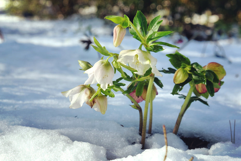 Plant of the month - hellebores for early colour