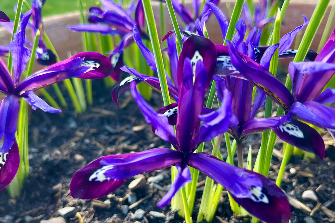 Overnight appearance - Iris reticulata