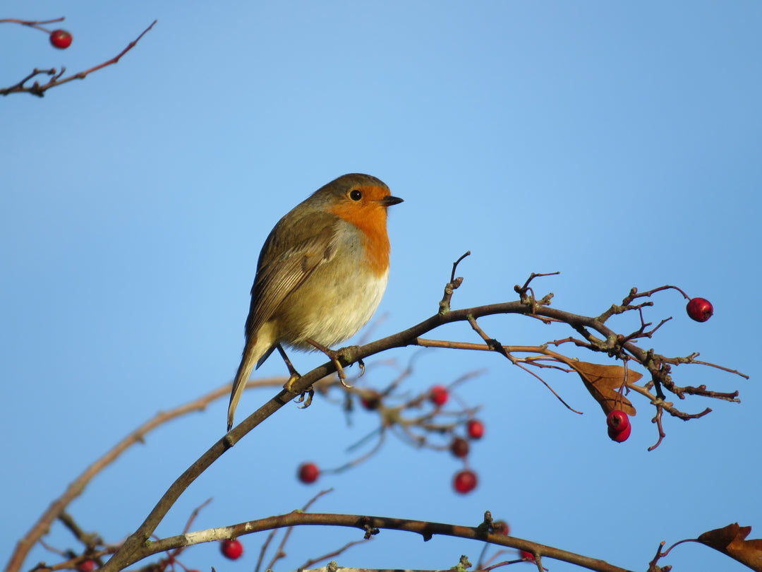 Body, soul and gardening - Beat the winter blues with mindful gardening