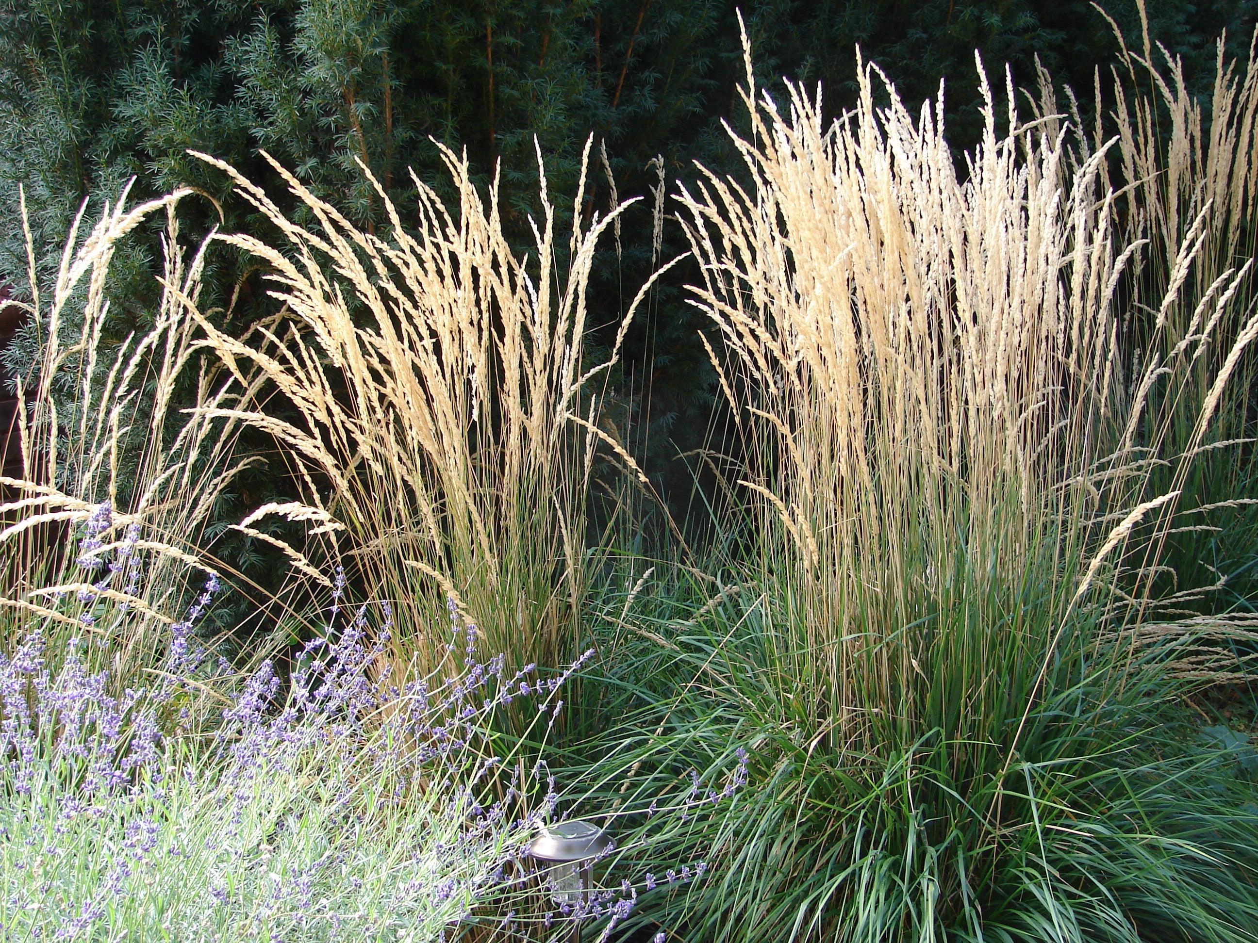 Garden trends - ornamental grasses