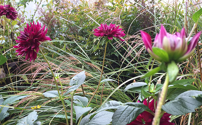 Digging up the Dahlias