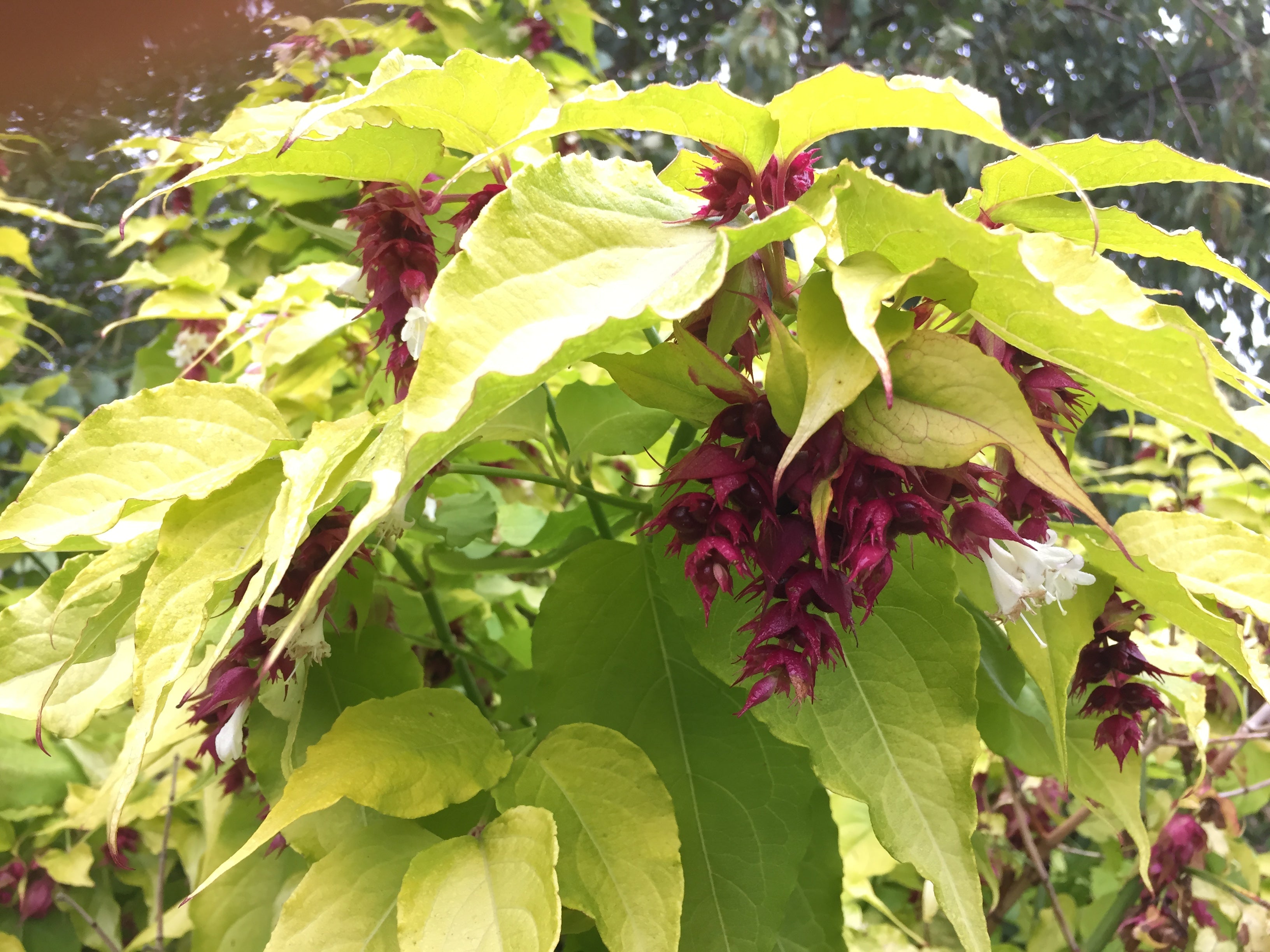 Our Himalayan Honeysuckle