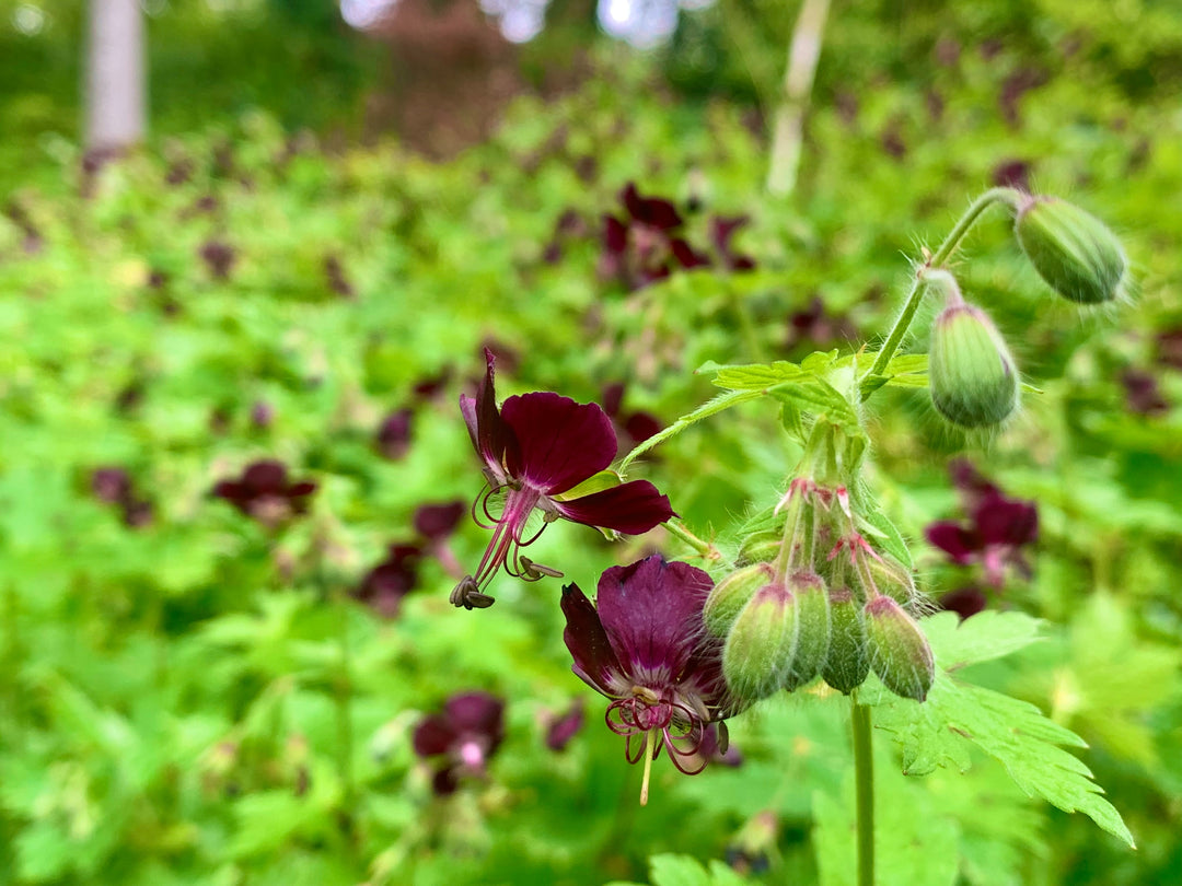 Morning wander with a mourning widow