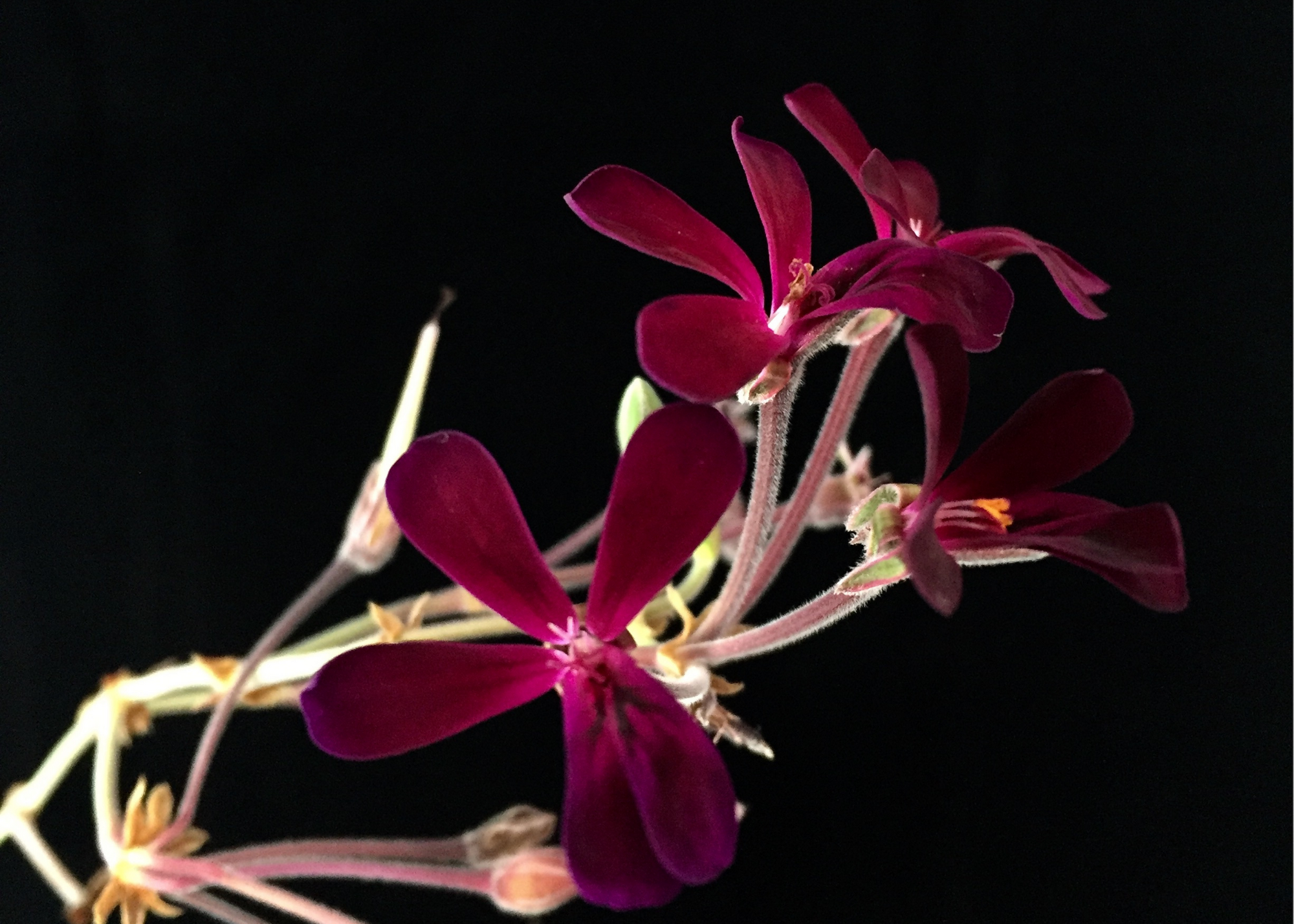 Black in the Garden - Pelargonium sidoides