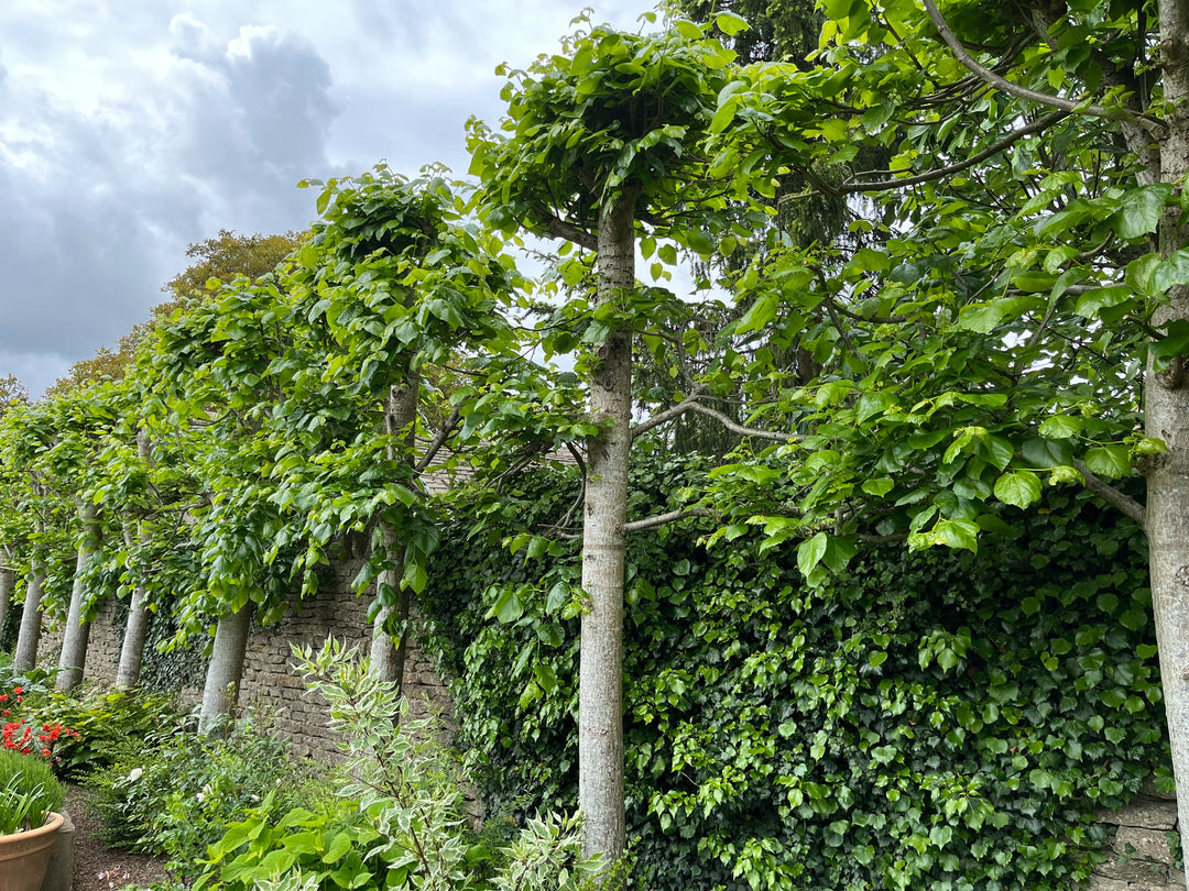 Garden trends - pleached trees