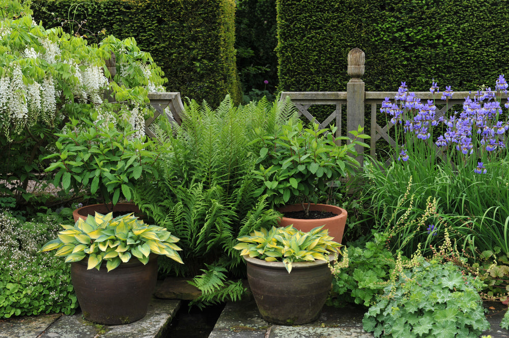 Top of the pots - planting for shade