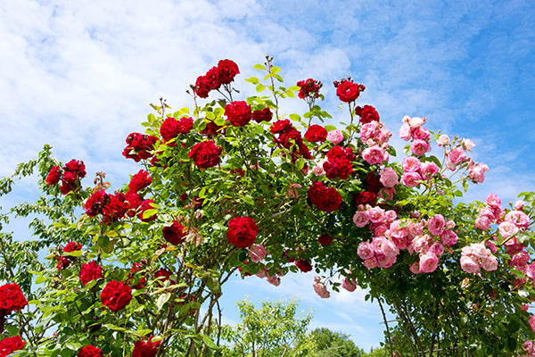 June and July celebrate the rose