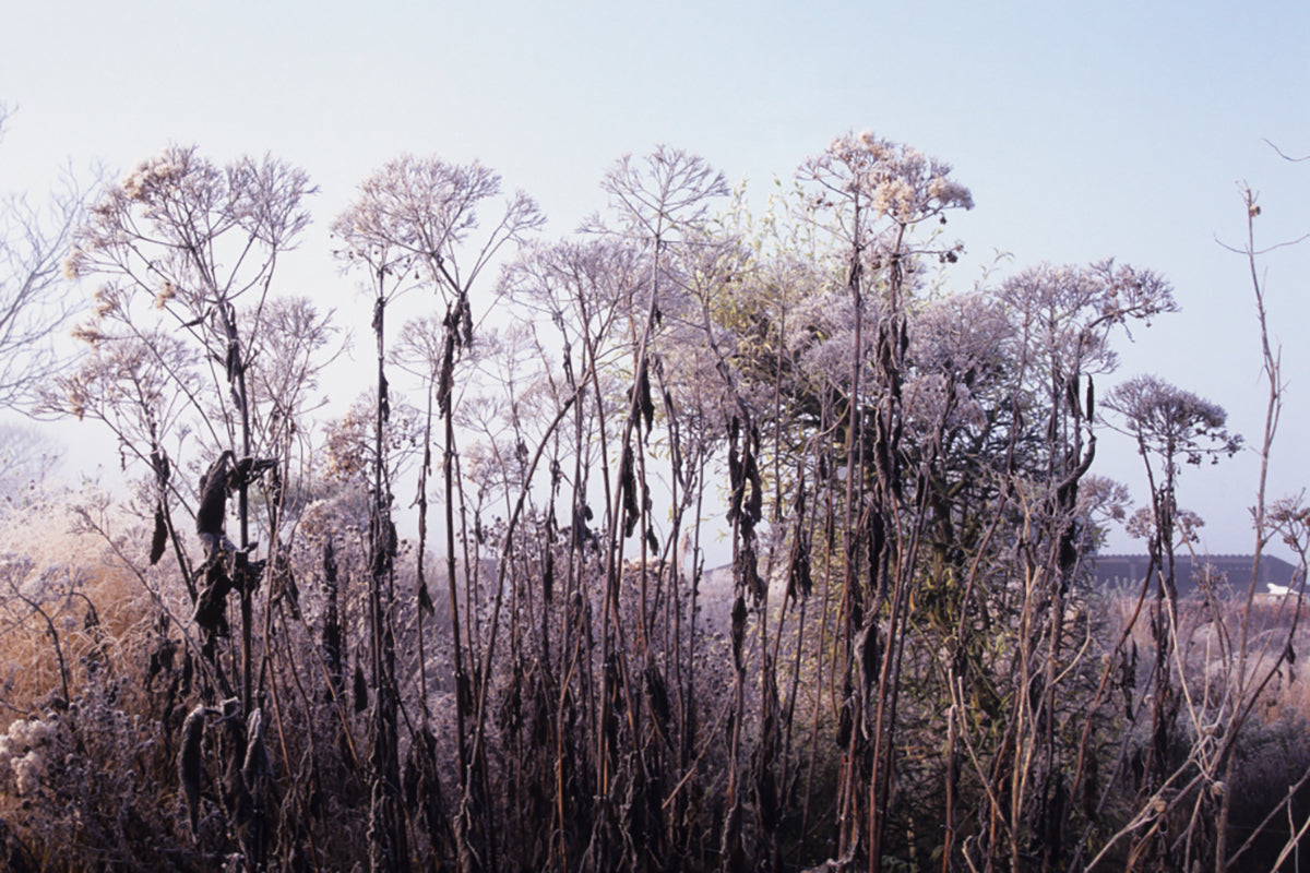 Seed heads