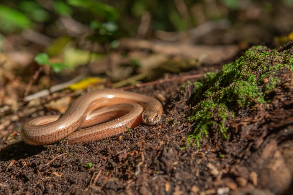 Wildlife in the garden - slow worms