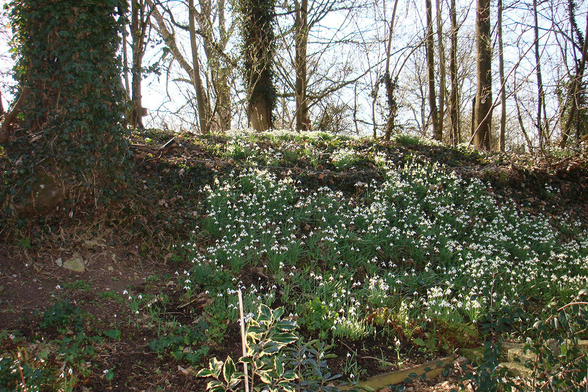 Plant profile - snowdrops