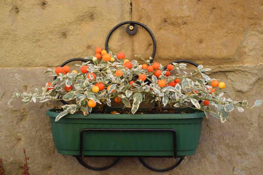 Top of the pots - berries and stems