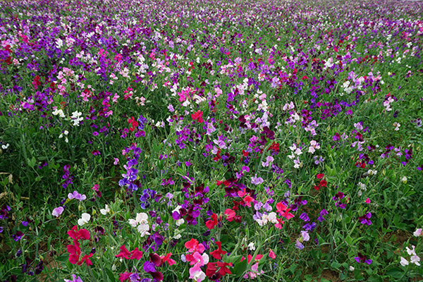 Cut flower corner - all about sweet peas