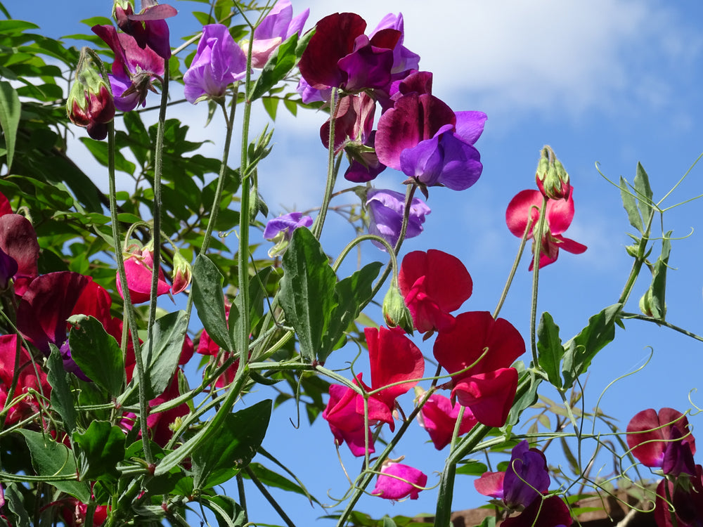 Body, soul. and gardening - growing a cutting garden