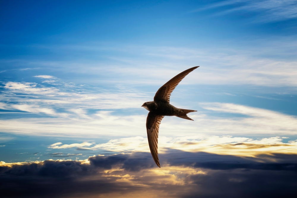 Wildlife in the garden - swifts