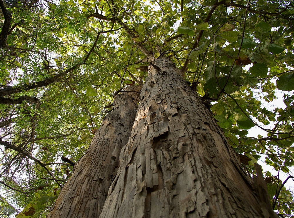 The plants around us - teak