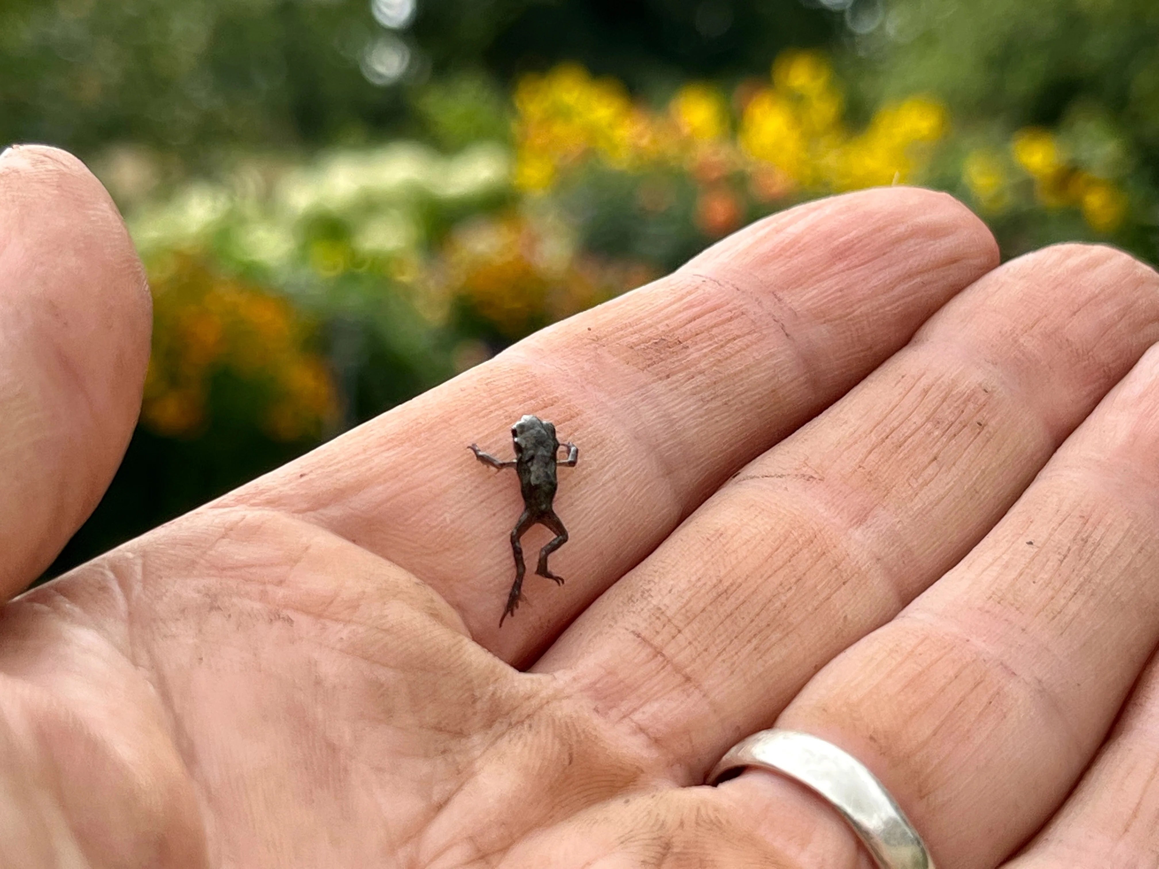 Wildlife in the garden - toads