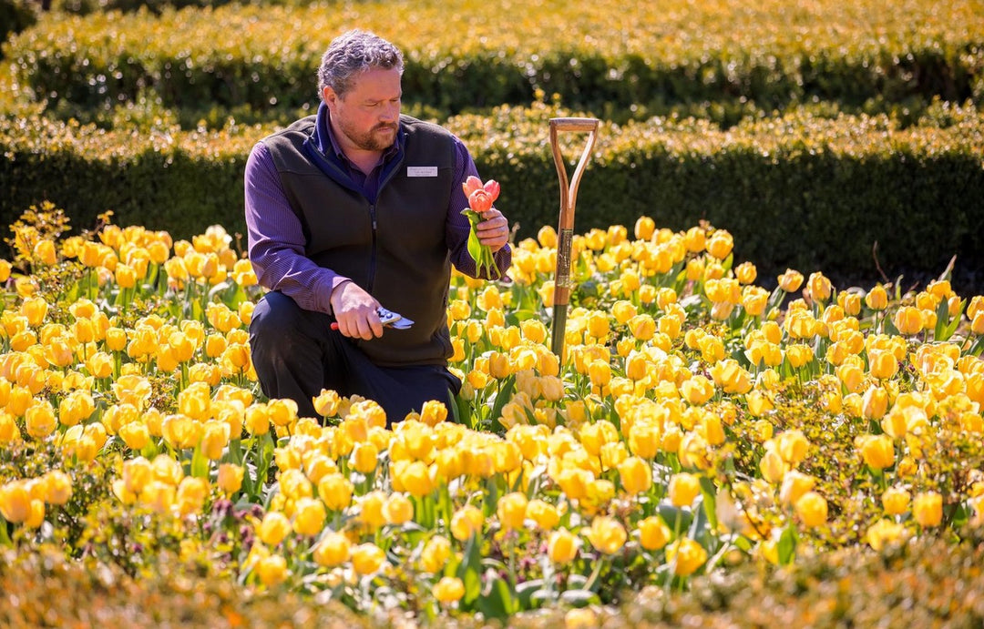 Q&A with Tony Wiseman, Head Gardener at Penshurst Place, Kent