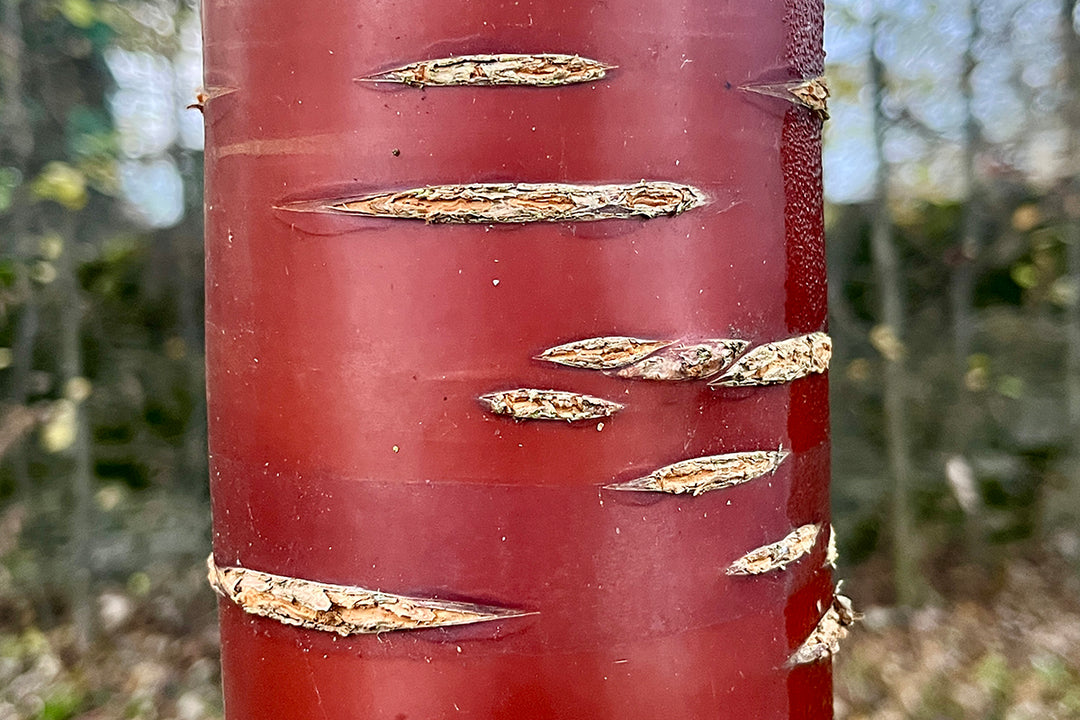 Tree bark