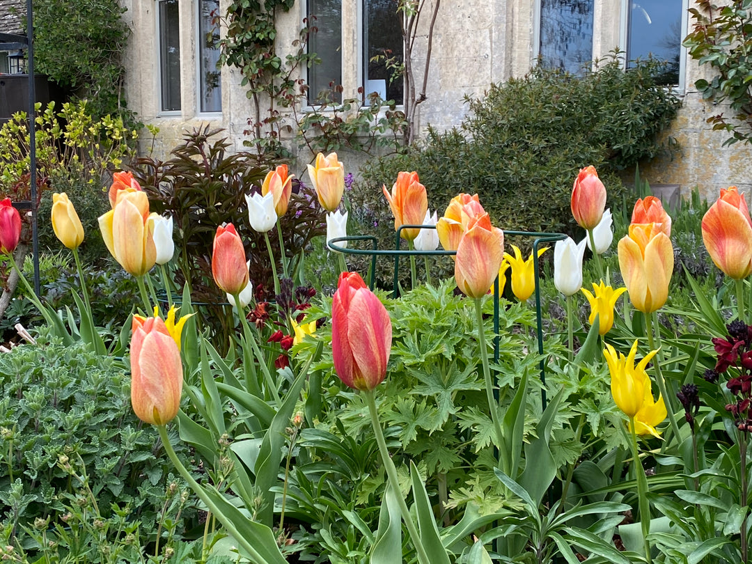 Cut flower corner - what to pick this month