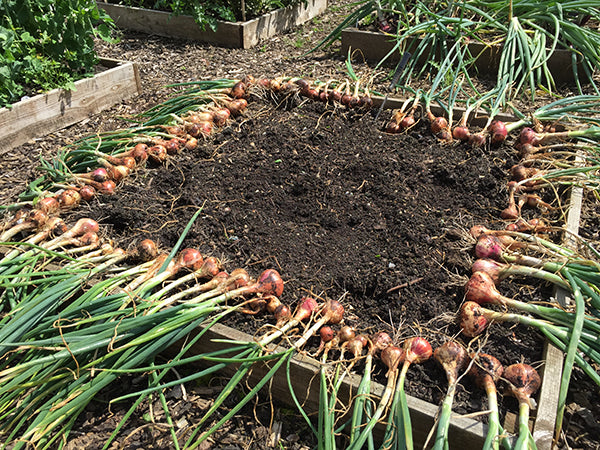 Urban harvest: Gardeners share their bounty