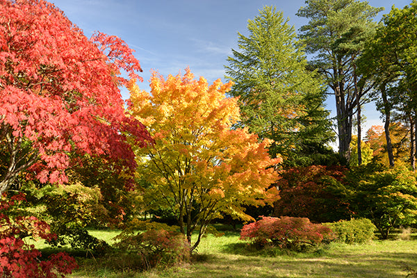 Autumn colour therapy