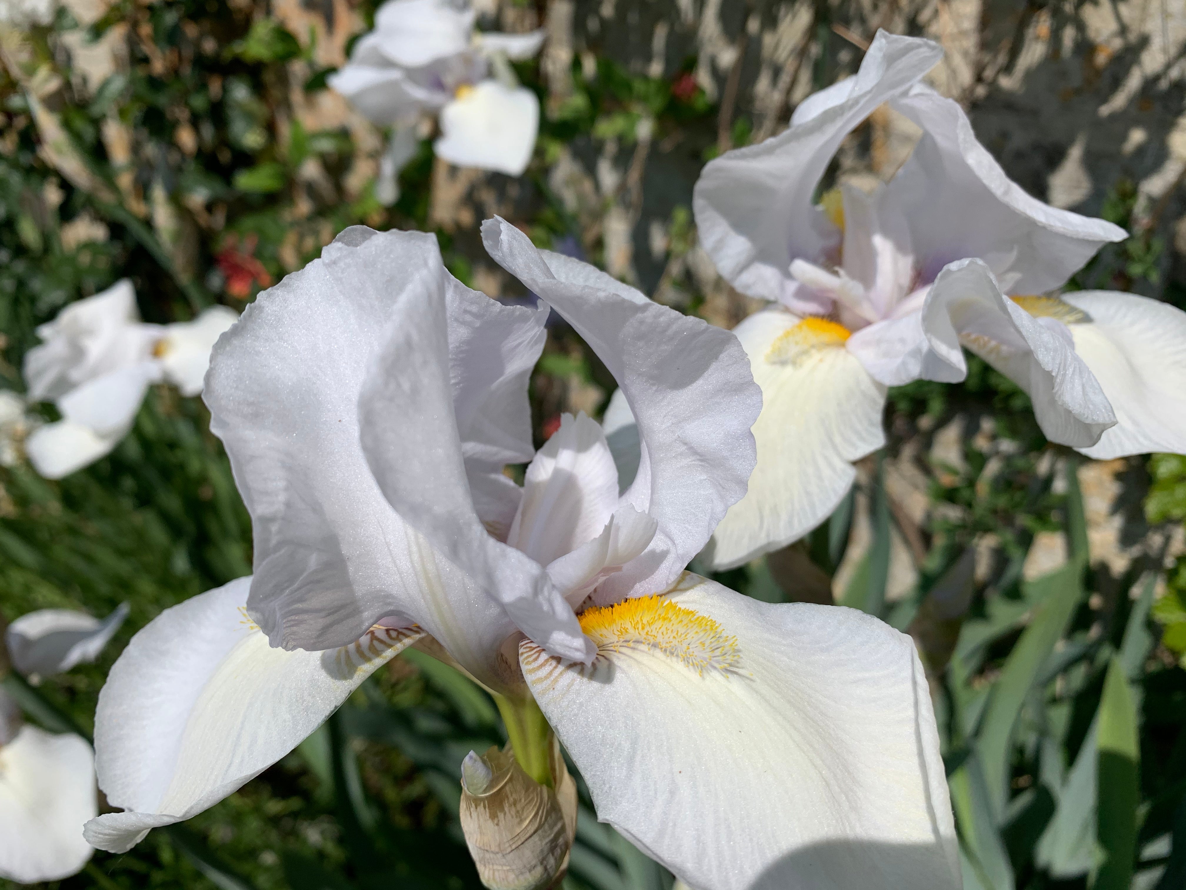 Blooming iris